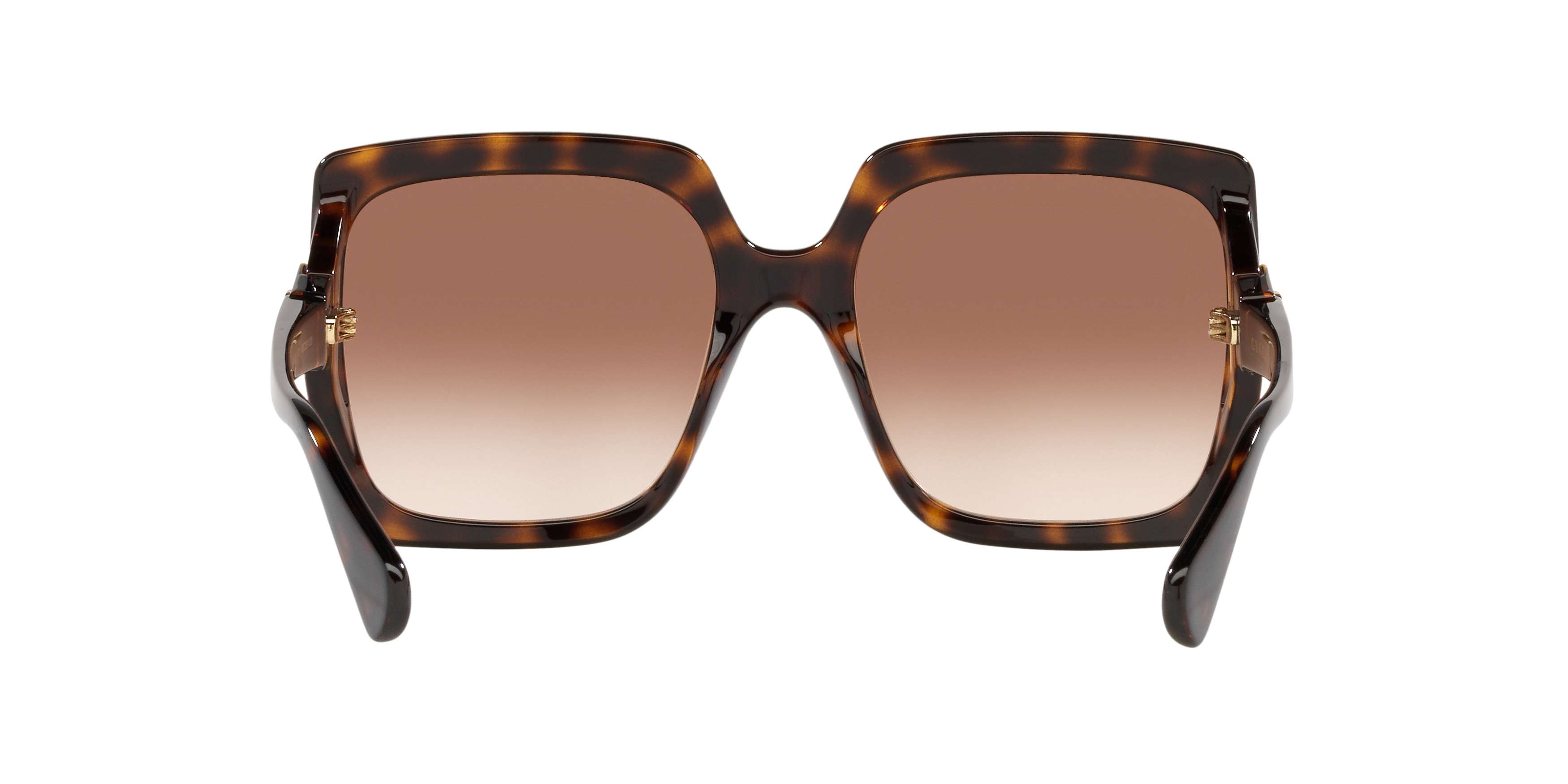 GC001504 Tortoise/Brown